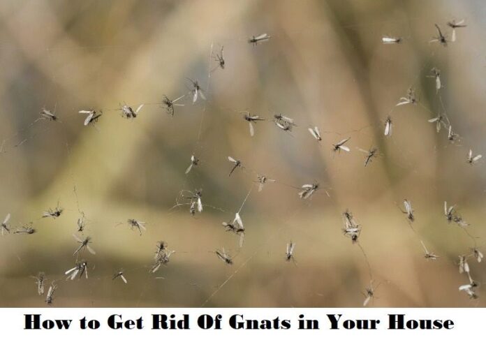 How to Get Rid Of Gnats in Your House
